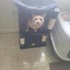Perfect Indoor Companion – Super Affectionate, Clean & Fully Vetted!