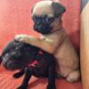 9 week old pug puppies