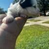 Yorkiepoo puppies