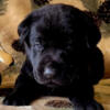 AKC REGISTERED LABRADOR RETRIEVER PUPPIES