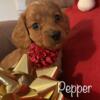 AKC Longhaired miniature dachshund puppy Pepper