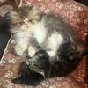 Persian kitten
