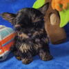 2 MALE YORKSHIRE TERRIERS
