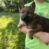 German Shepherd pups