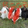 Beautiful Mini Rex bunnies