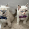 Purebred Ragdoll kittens. Health guarantee