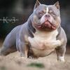 🔥 American Bully Puppies – Top Pedigree 🔥