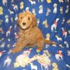 Mini Goldendoodles (newest litter)