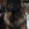 Beautiful Long Coat Germen Shepherds (show line)  puppies for sale