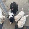 Komondoodles...CUTENESS OVERLOAD! In need of forever homes 