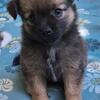 Bindy ***HAS BEEN ADOPTED*** Toy Aussie Pom x LC Chihuahua