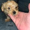 Yorkie puppies ready for new homes now