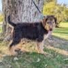 Airedale Terrier Puppies