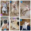 AKC Frenchie Puppies- 11 weeks Old- Fluffy Carriers- for sale