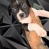 6 week old blue nose pit bull puppies for sale