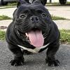 Upcoming stud
