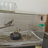 Proven Breeding pair of grey Cockatiel including nest box