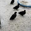 Black East Indie hens