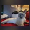 Blue point Siamese for else Amelia Ohio