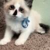 Adorable Kittens -Turkish Angora/ Ragdoll