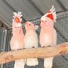 Beautiful Major Mitchell Cockatoos for sale