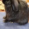 Free 3 month old holland lop buck