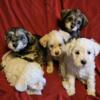 SCHNOODLE PUPPIES