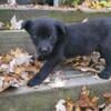 Labrador retriever mixed with Australian shepherd puppies 