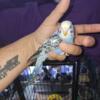 I have 2 young female parakeet for sale.