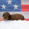 NILE - Male Red Mini Dachshund