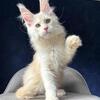 Stunning White Maine Coon Kitten - Ready By Early June