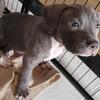 *LILAC* American bully puppies for sale