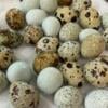 Quail eggs, Chicks and Adult Birds