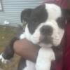 Female Olde English puppy