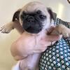 Rehoming 9wk Old Fawn Pugs
