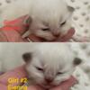 Ragdoll Kittens TICA registered