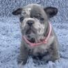 $3,900 Blue Merle Tova - beautiful French Bulldog puppy for sale.