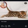Savannah kittens available for rehoming 