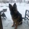 LONG COAT REGISTERED GERMAN SHEPARDS