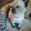 SIAMESE KITTENS SHORT HAIR SEAL, BLUE, CHOCOLATE DELIVER MISSOURI TO OHIO