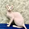 TICA Elf/Sphynx kittens coming soon!