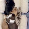 AKC Mini Dachshund Puppies