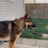 German Shepard needing new home