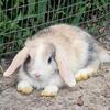 Baby Holland lops litter box trained pedigree