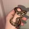 Young Carpet Python Snakes