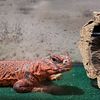 Red Niger Uromastyx lizard for sale