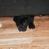 Great Dane puppies