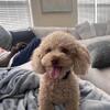 Bichapoo (Poodle + Bichon) – Apricot – 3 Years Old