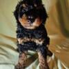 Toy phantom poodle Ckc registered male