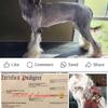 Breeding pair of Chinese crested 